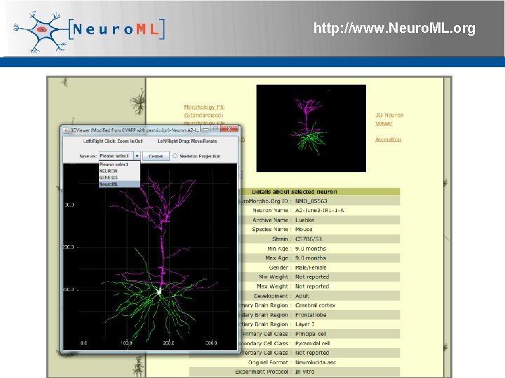 http: //www. Neuro. ML. org 4 th Neuro. ML Development Workshop & Brain. Scale.