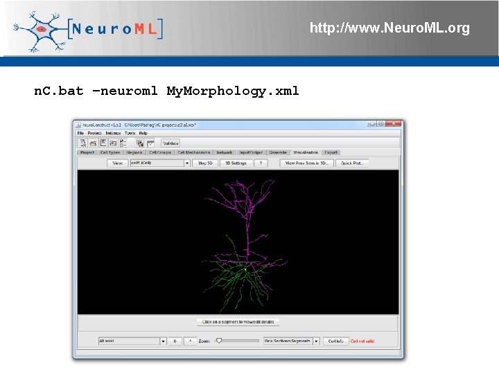 http: //www. Neuro. ML. org n. C. bat –neuroml My. Morphology. xml 4 th