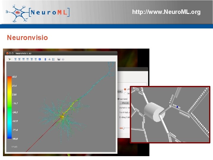 http: //www. Neuro. ML. org Neuronvisio 4 th Neuro. ML Development Workshop & Brain.