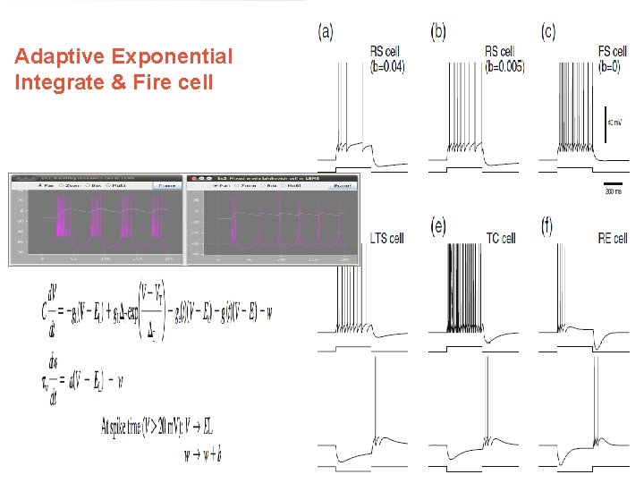 Adaptive Exponential Integrate & Fire cell http: //www. Neuro. ML. org 4 th Neuro.
