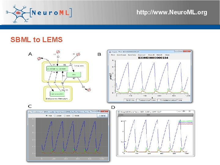 http: //www. Neuro. ML. org SBML to LEMS 4 th Neuro. ML Development Workshop