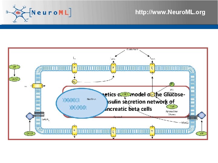 http: //www. Neuro. ML. org Example: A kinetics core model of the Glucosesimulated insulin