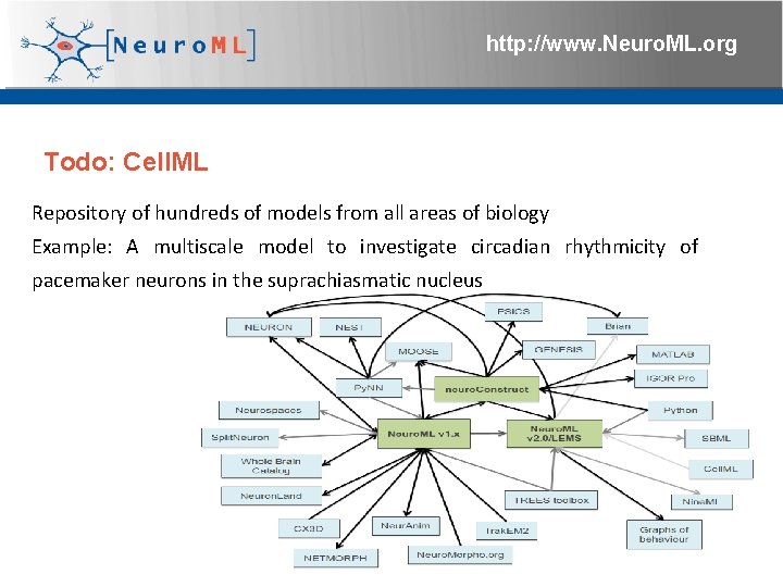 http: //www. Neuro. ML. org Todo: Cell. ML Repository of hundreds of models from