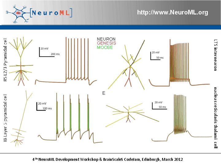 http: //www. Neuro. ML. org LTS interneuron NEURON GENESIS MOOSE nucleus reticularis thalami cell