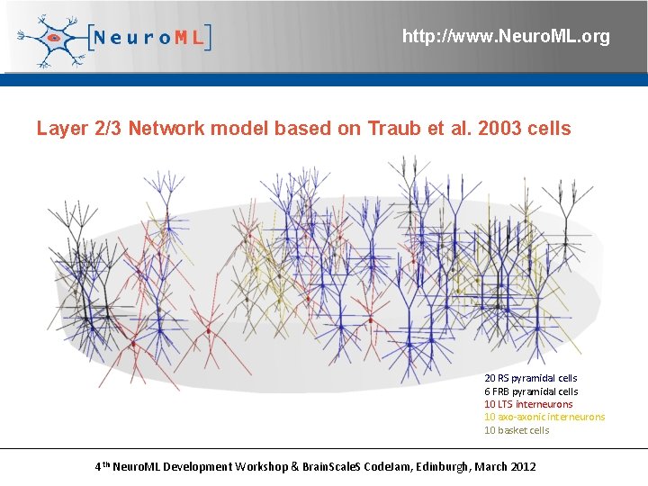 http: //www. Neuro. ML. org Layer 2/3 Network model based on Traub et al.
