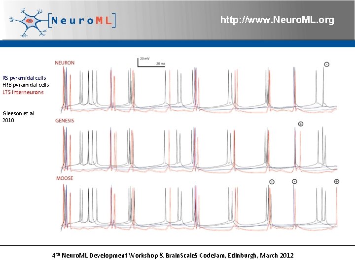 http: //www. Neuro. ML. org RS pyramidal cells FRB pyramidal cells LTS interneurons Gleeson