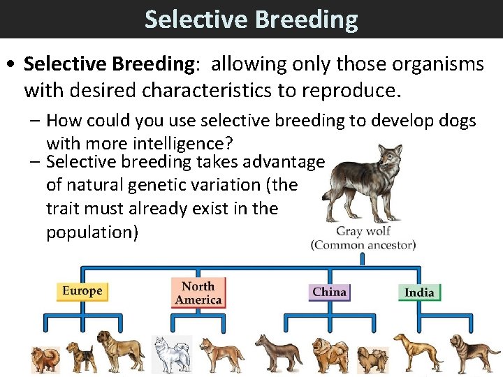 Selective Breeding • Selective Breeding: allowing only those organisms with desired characteristics to reproduce.