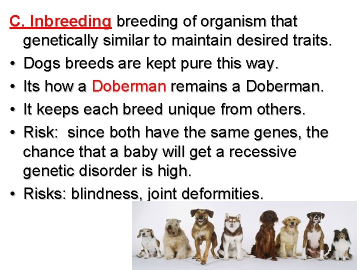 C. Inbreeding of organism that genetically similar to maintain desired traits. • Dogs breeds