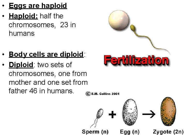  • Eggs are haploid • Haploid: half the chromosomes, 23 in humans •