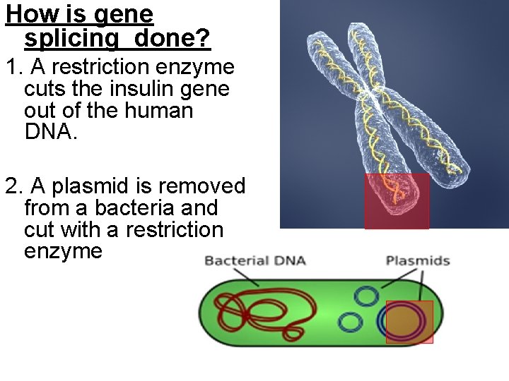 How is gene splicing done? 1. A restriction enzyme cuts the insulin gene out