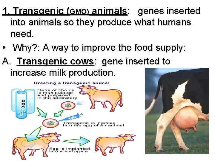 1. Transgenic (GMO) animals: genes inserted into animals so they produce what humans need.