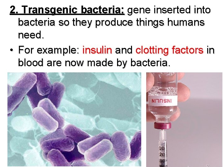 2. Transgenic bacteria: gene inserted into bacteria so they produce things humans need. •