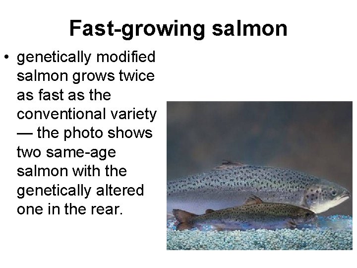 Fast-growing salmon • genetically modified salmon grows twice as fast as the conventional variety