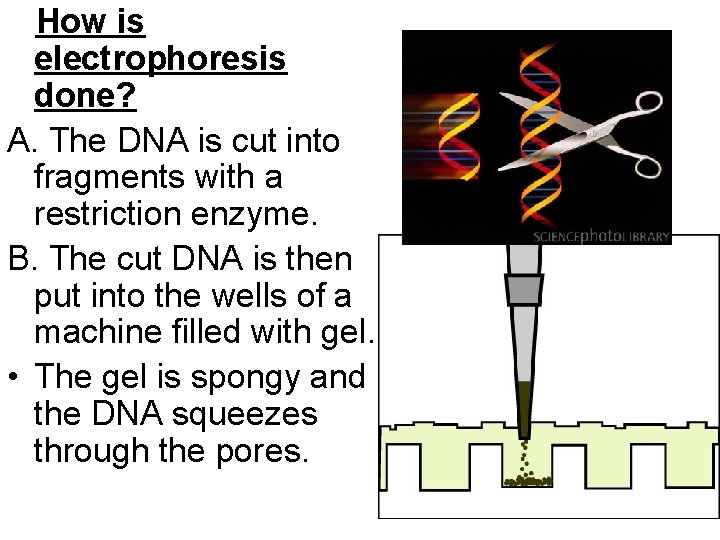 How is electrophoresis done? A. The DNA is cut into fragments with a restriction