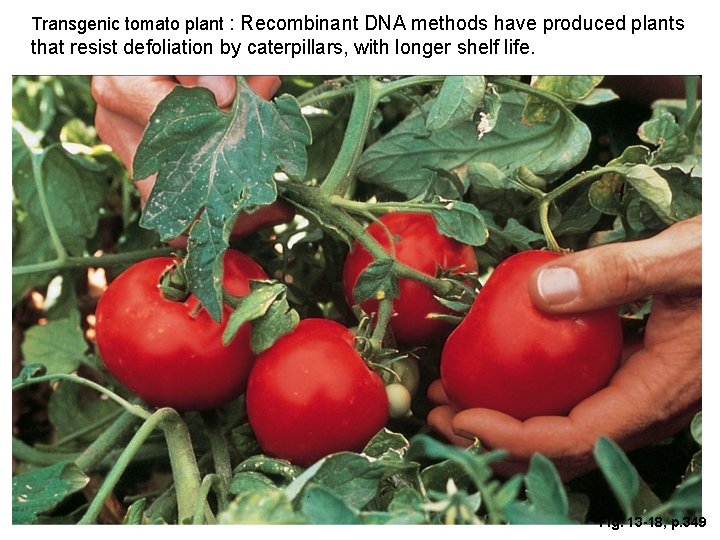 Transgenic tomato plant : Recombinant DNA methods have produced plants that resist defoliation by