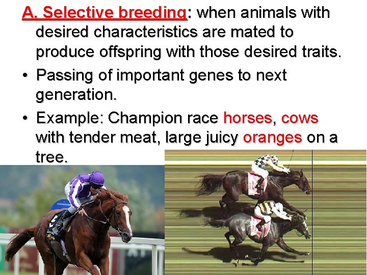 A. Selective breeding: when animals with desired characteristics are mated to produce offspring with