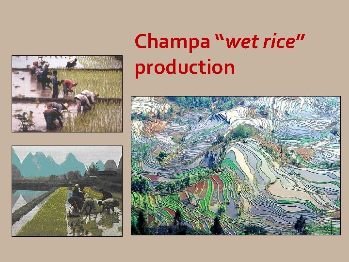 Champa “wet rice” production 