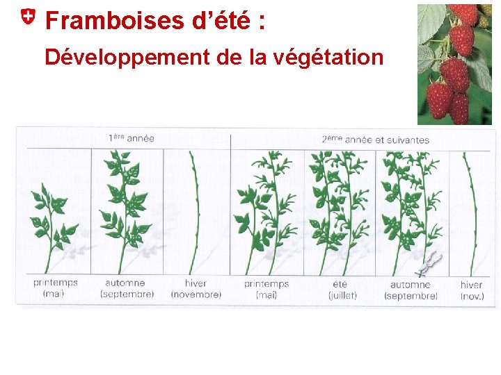 Framboises d’été : Développement de la végétation Un sujet = Une diapositive 