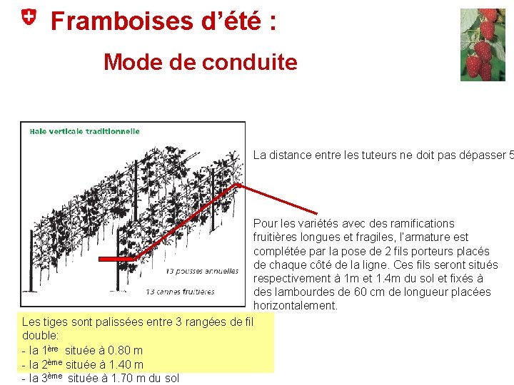 Framboises d’été : Mode de conduite La distance entre les tuteurs ne doit pas