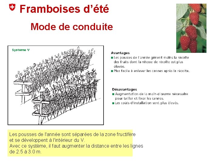 Framboises d’été Mode de conduite Les pousses de l'année sont séparées de la zone