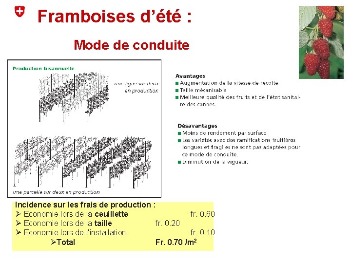 Framboises d’été : Mode de conduite Incidence sur les frais de production : Ø