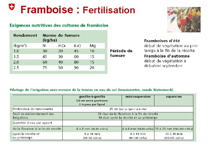 Framboise : Fertilisation 