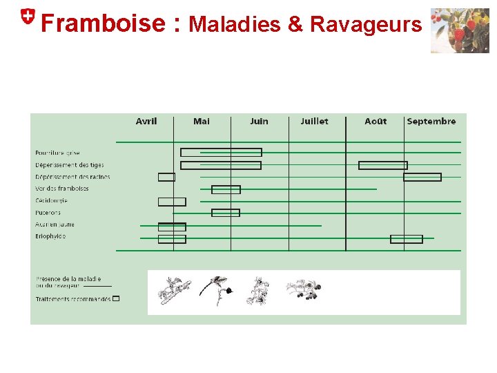 Framboise : Maladies & Ravageurs 