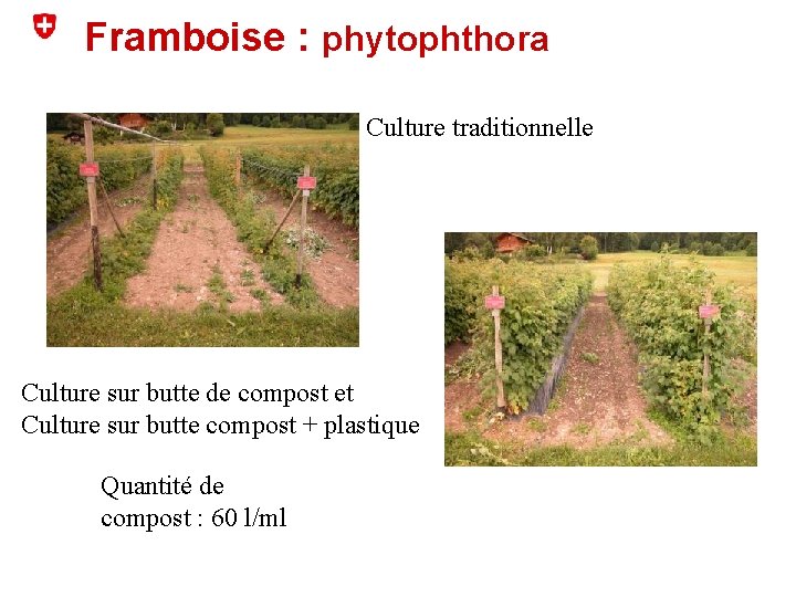 Framboise : phytophthora Culture traditionnelle Culture sur butte de compost et Culture sur butte