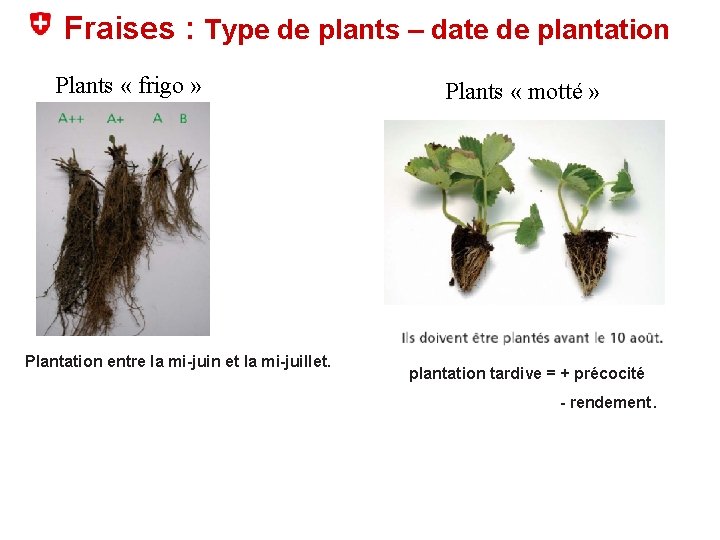 Fraises : Type de plants – date de plantation Plants « frigo » Plantation