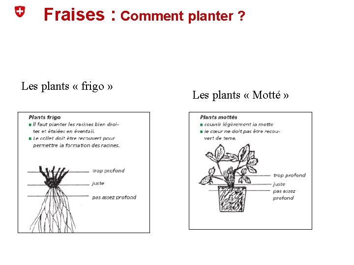 Fraises : Comment planter ? Les plants « frigo » Les plants « Motté