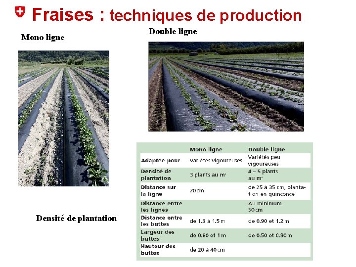 Fraises : techniques de production Mono ligne Densité de plantation Double ligne 