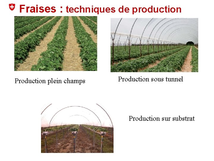 Fraises : techniques de production Production plein champs Production sous tunnel Production sur substrat