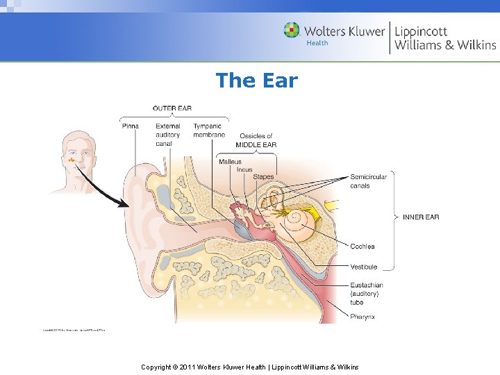 The Ear Copyright © 2011 Wolters Kluwer Health | Lippincott Williams & Wilkins 