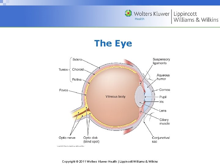 The Eye Copyright © 2011 Wolters Kluwer Health | Lippincott Williams & Wilkins 