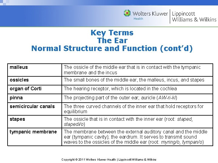 Key Terms The Ear Normal Structure and Function (cont’d) malleus The ossicle of the