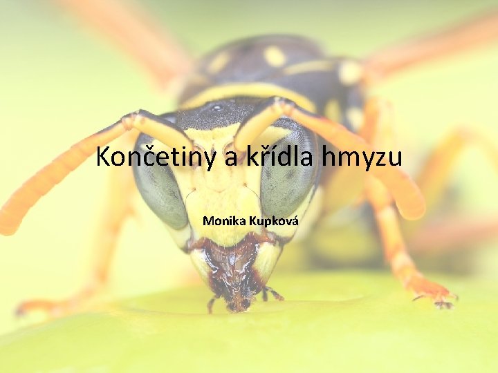 Končetiny a křídla hmyzu Monika Kupková 