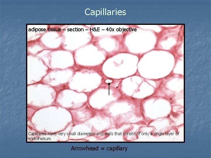 HISTOLOGY REVIEW Vasculature Dr Tim Ballard Department of