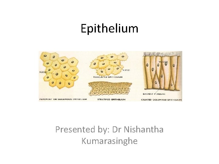 Epithelium Presented by: Dr Nishantha Kumarasinghe 