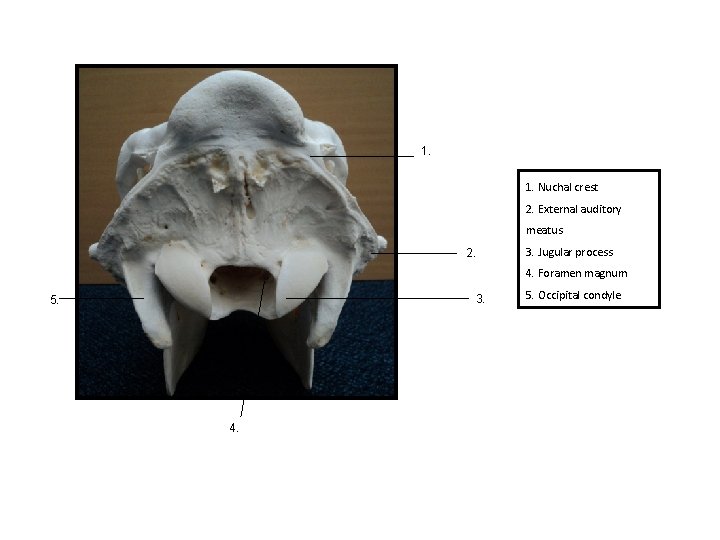 1. 1. Nuchal crest 2. External auditory meatus 2. 3. Jugular process 4. Foramen