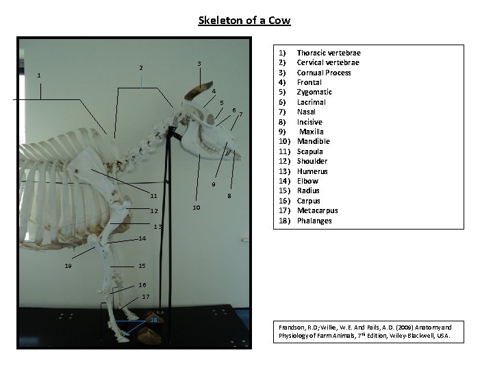 Skeleton of a Cow 3 2 1 4 5 6 9 11 12 13