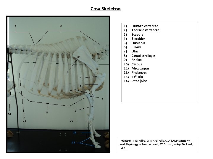 Cow Skeleton 1 1) 2) 3) 4) 5) 6) 7) 8) 9) 10) 11)