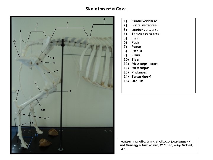 Skeleton of a Cow 4 3 2 1 15 5 6 7 9 14