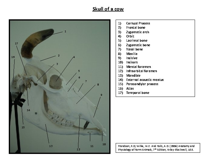 Skull of a cow 1) 2) 3) 4) 5) 6) 7) 8) 9) 10)