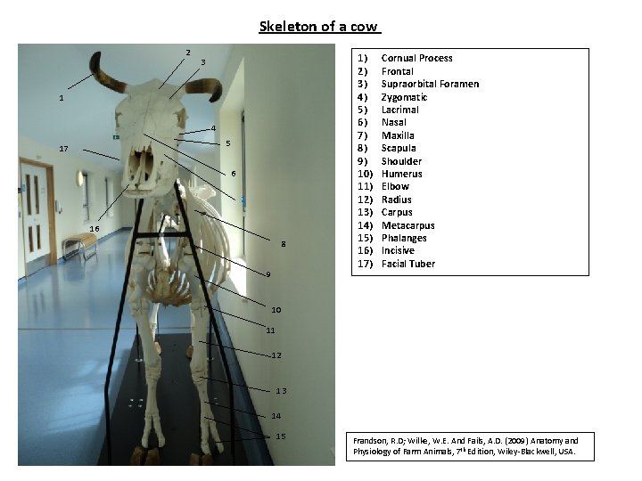 Skeleton of a cow 2 3 1 4 5 17 6 1 7 16