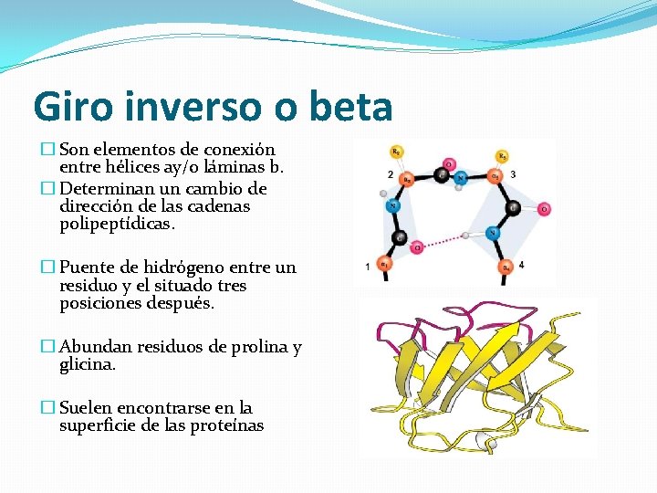 Giro inverso o beta � Son elementos de conexión entre hélices ay/o láminas b.