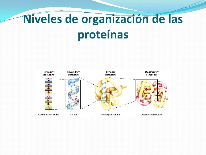 Niveles de organización de las proteínas 