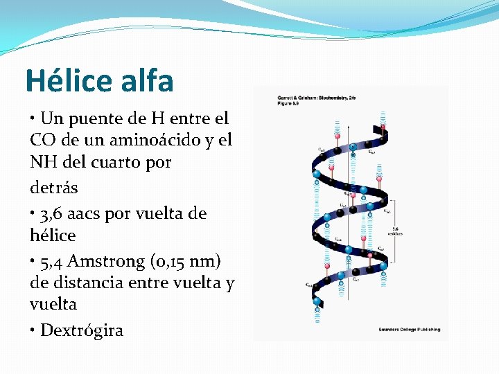 Hélice alfa • Un puente de H entre el CO de un aminoácido y