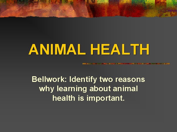 ANIMAL HEALTH Bellwork: Identify two reasons why learning about animal health is important. 
