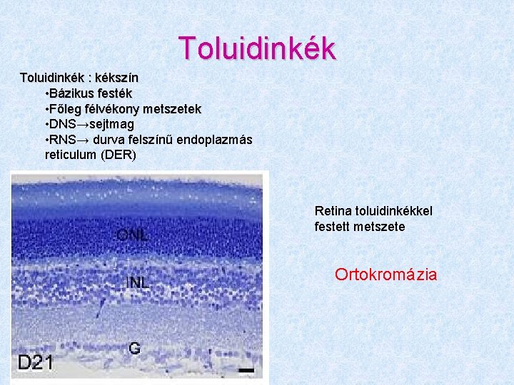 Toluidinkék : kékszín • Bázikus festék • Főleg félvékony metszetek • DNS→sejtmag • RNS→