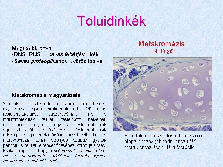 Toluidinkék Magasabb p. H-n • DNS, RNS, + savas fehérjék→kék • Savas proteoglikánok→vörös ibolya